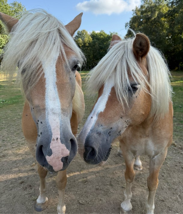 haflinger